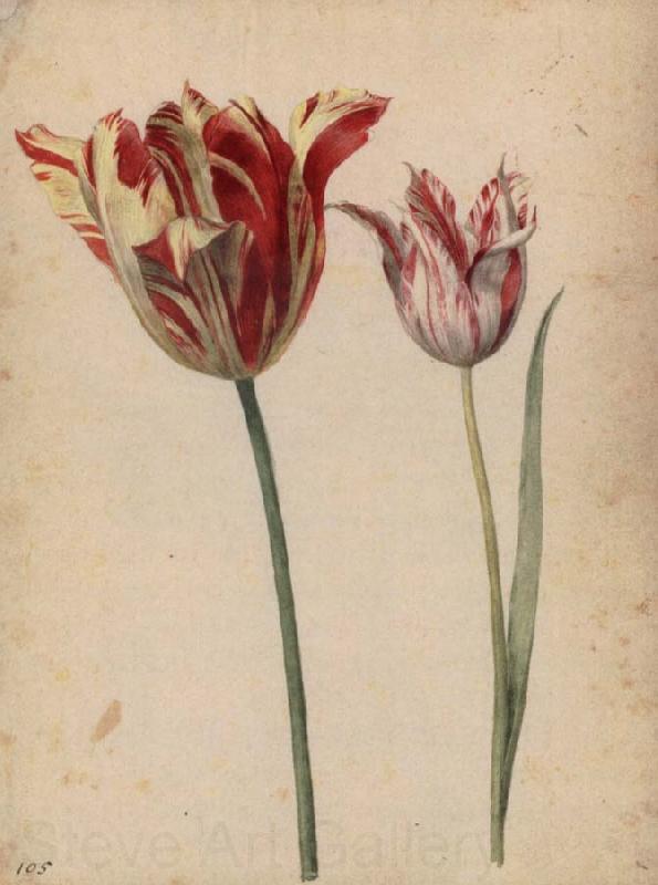 Georg Flegel Two Tulips Spain oil painting art